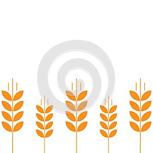 Cereal field. Ears of wheat. Agriculture straw. Orange rye grass. Place for text. Copy space. Background wheat boarder frame