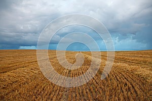 Cereal field after harvest in the summer