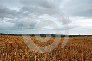 Cereal field after harvest in the summer