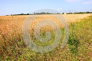 Cereal field. Kharkov region rural landscape. Ukraine agriculture
