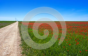 Cereal field meadow in Castile La Mancha