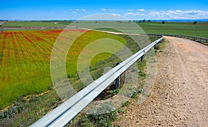 Cereal field meadow in Castile La Mancha photo