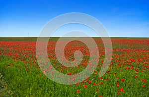 Cereal field meadow in Castile La Mancha photo