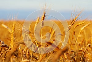 Cereal field ready for harvest