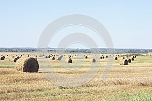 Cereal field reaped at harvest time with many reels of straw