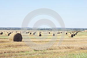 Cereal field reaped at harvest time with many reels of straw photo