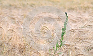 Cereal field with a solitude weed