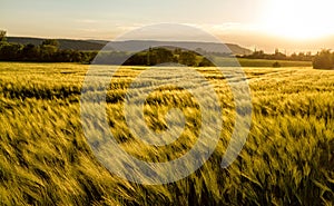 Cereal field