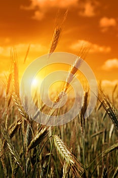 Cereal field at sunset. photo