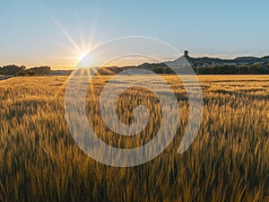 Cereal field at sunset with village in the background