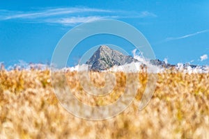 Cereal field and top of peak Krivan in High Tatras mountains, Slovakia