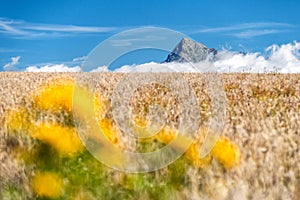 Cereal field and top of peak Krivan in High Tatras mountains, Slovakia