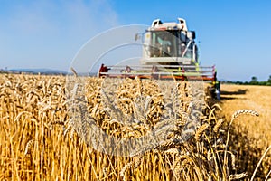 Cereal field of wheat at harvest