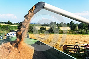 Cereal field of wheat at harvest