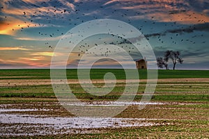 Cereal fields at sunset in Villafafila, Zamora