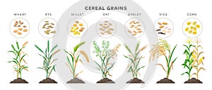 Cereal grains with seeds - set of icons, vector illustrations. Cereal grasses growing from soil isolated on white