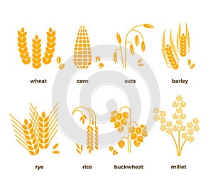 Cereal grains vector icons. rice, wheat, corn, oats, rye, barley