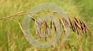 Cereal grass bromus grows in nature
