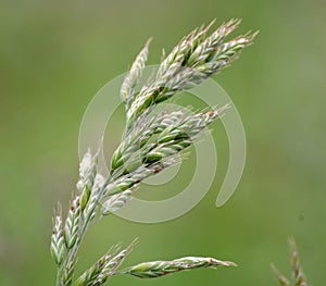 Cereal grass bromus grows in nature