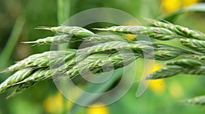 Cereal grass bromus grows in nature