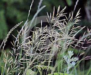 Cereal grass bromus grows in nature