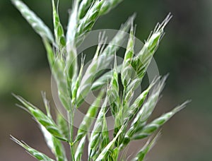 Cereal grass bromus grows in nature