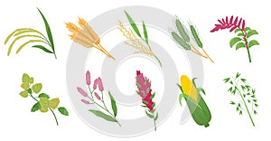 Cereal grasses. Cartoon flat spikelets with grains and seeds, agricultural crops, wheat, corn and oat, millet plant, rye and