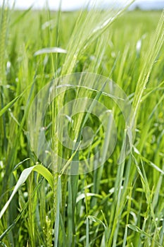 Cereal green grain plants growing spikes on spring