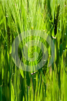 Cereal green grain plants growing spikes on spring