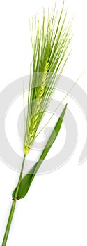 Cereal green grain plants growing spikes on spring