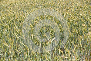 Cereal groving in the field