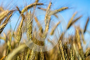 The cereal grows in the field. Grains of grain. Farmer, nature. Cereals against the sky