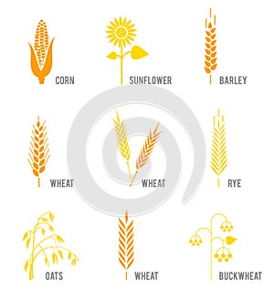 Cereal icons set with rice, wheat, corn, oats, rye, barley, sunflower, buckwheat.