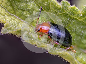 Cereal leaf beetle on a green leaf