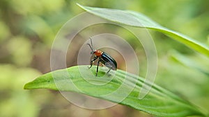 Cereal leaf beetle (Oulema melanopus) agricultural pest insect