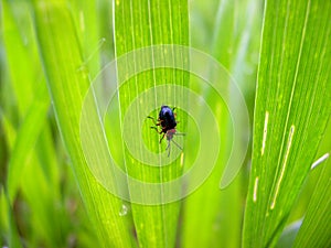 The cereal leaf beetle is a significant crop pest