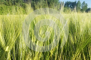 Grain agrarian landscape. Green cereal with spike and trees in the background.