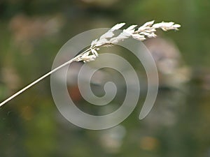 A cereal plant on the background of ducks in a pond