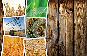 Cereal plant farming in agriculture photo collage