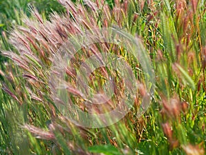 Cereal plants with reddish color ears flutter in the wind