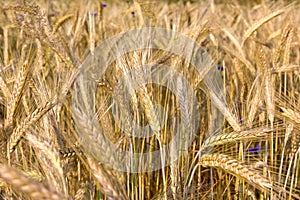 Cereal Plants, Rye