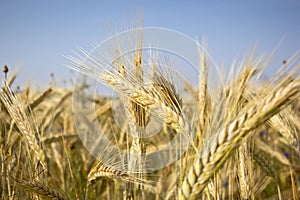 Cereal Plants, Rye