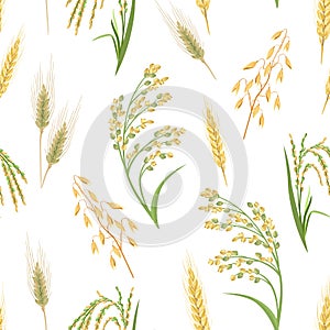 Cereal Plants seamless pattern. Ears of Wheat, Oats, Rye, Proso Millet and Rice isolated on white background.