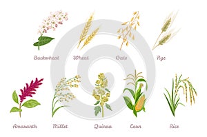 Cereal Plants  set. Buckwheat, Wheat, Oats, Rye, Amaranth, Proso Millet, Quinoa, Corn, Rice isolated on white background.