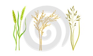 Cereal plants set. Spikelets of wheat, rye, oat vector illustration