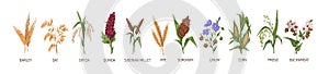 Cereal plants such as barley, rye, corn, buckwheat, flax, oat, proso, quinoa, rice, siberian millet and sorghum