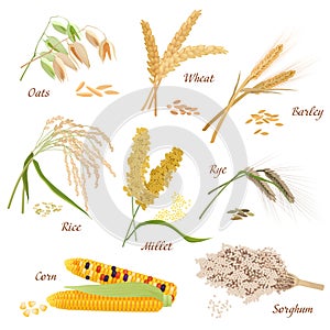 Cereal Plants vector icons illustrations. Oats wheat barley rye millet rice sorghum corn set. photo