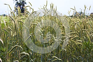 Cereal Rye  802746