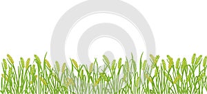 Cereal rye field banner background. Green agricultural plant grass. Barley vector illustration. Agricultural wheat or