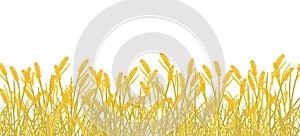 Cereal rye field banner background. Yellow gold autumn agricultural plant grass. Barley vector illustration